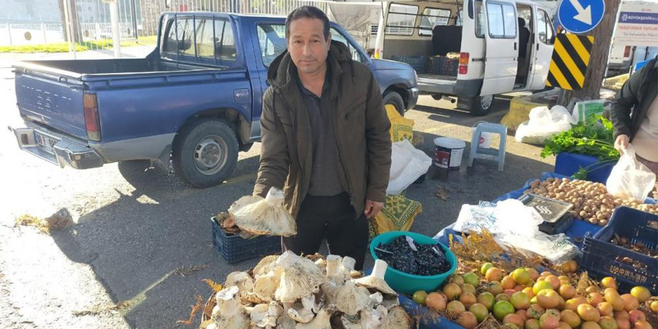 Aydın’dan çıkan dev mantarlar  pazarda ilgi odağı oldu