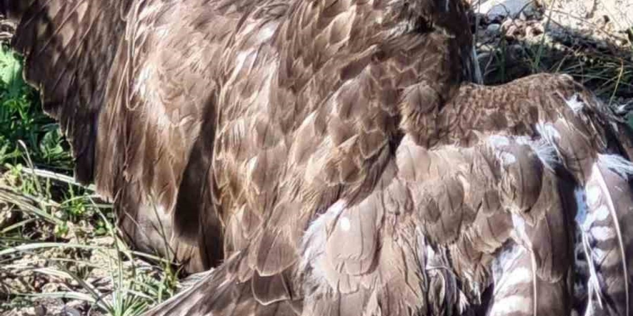 Yaralı şahin tedaviye alındı