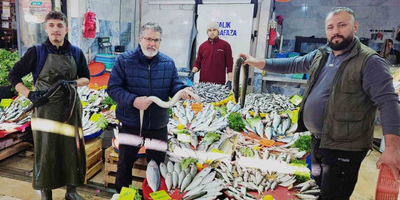 Yılan balıkları 7 bin kilometre kat ederek Meksika Körfezi’nden Aydın’a ulaştı