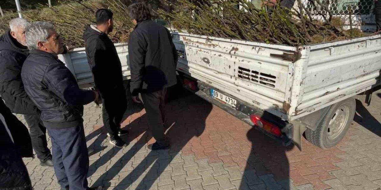 Köşk’te üreticiye tüplü incir fidanı desteği