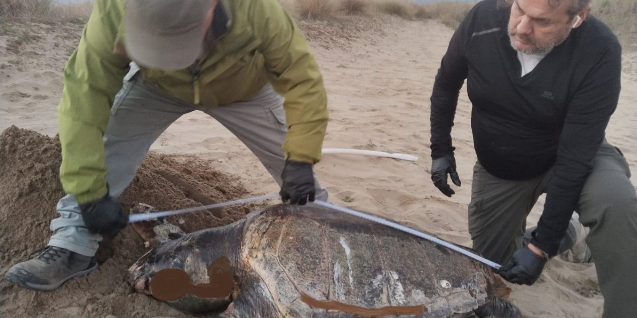 Kuşadası’nda son bir haftada 3 deniz kaplumbağası ölü bulundu