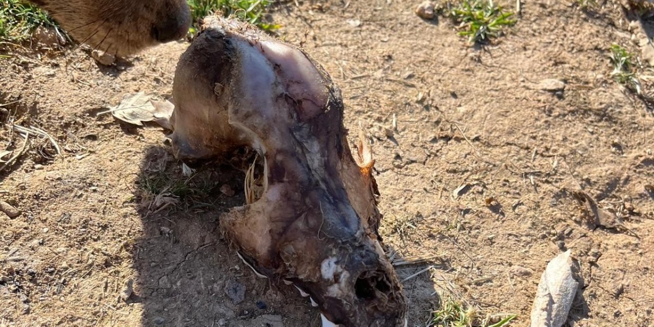 Hayvan sevgisini istismar etti, köpekler açıktan birbirini yedi