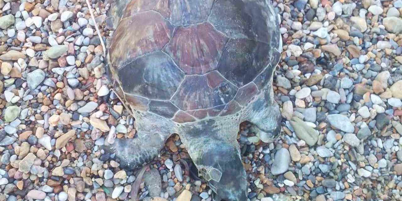 Bodrum’da yavru caretta caretta kıyıya vurdu