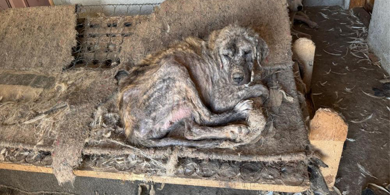 Barınak dehşeti: Aç kalan  köpekler birbirini yedi