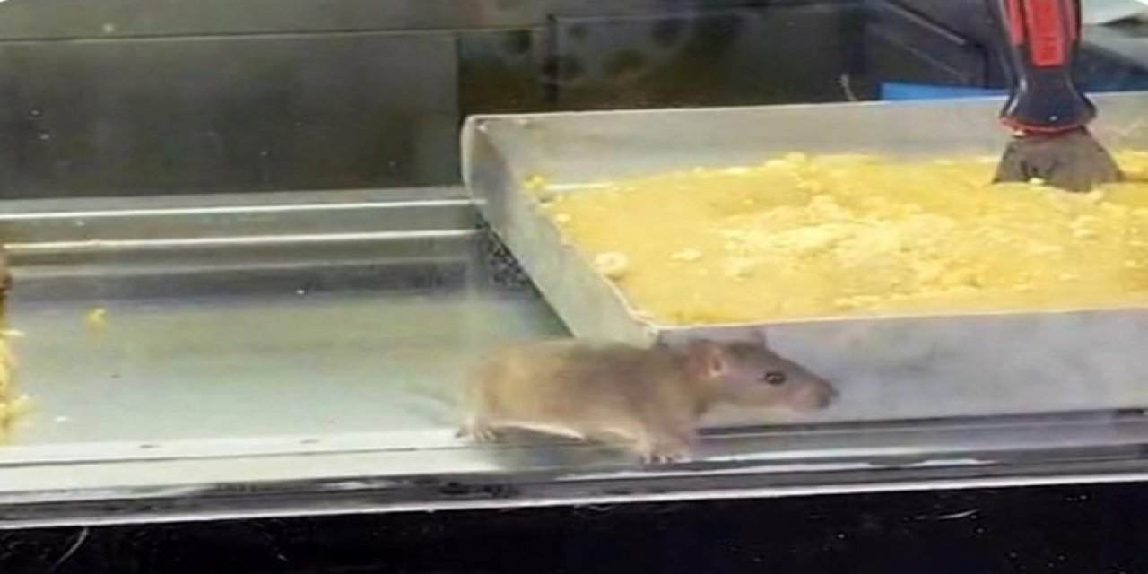İzmir’den iğrenç görüntü: Börek tezgahlarında fare cirit attı