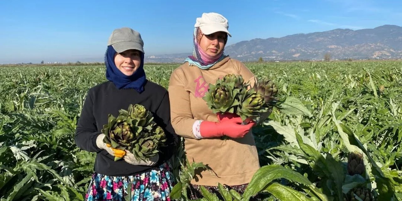 Coğrafi İşaretli Aydın Enginarı’nda yılın ilk hasadı yapıldı