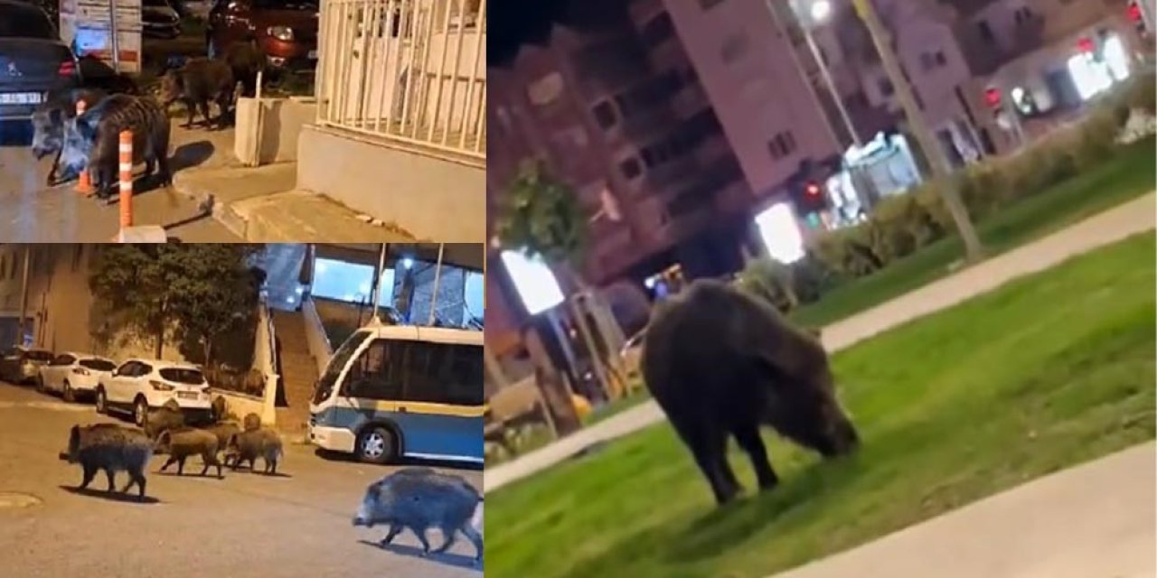 İzmir, sokaklarında domuz sürüleri ile doğal yaşam parkına döndü
