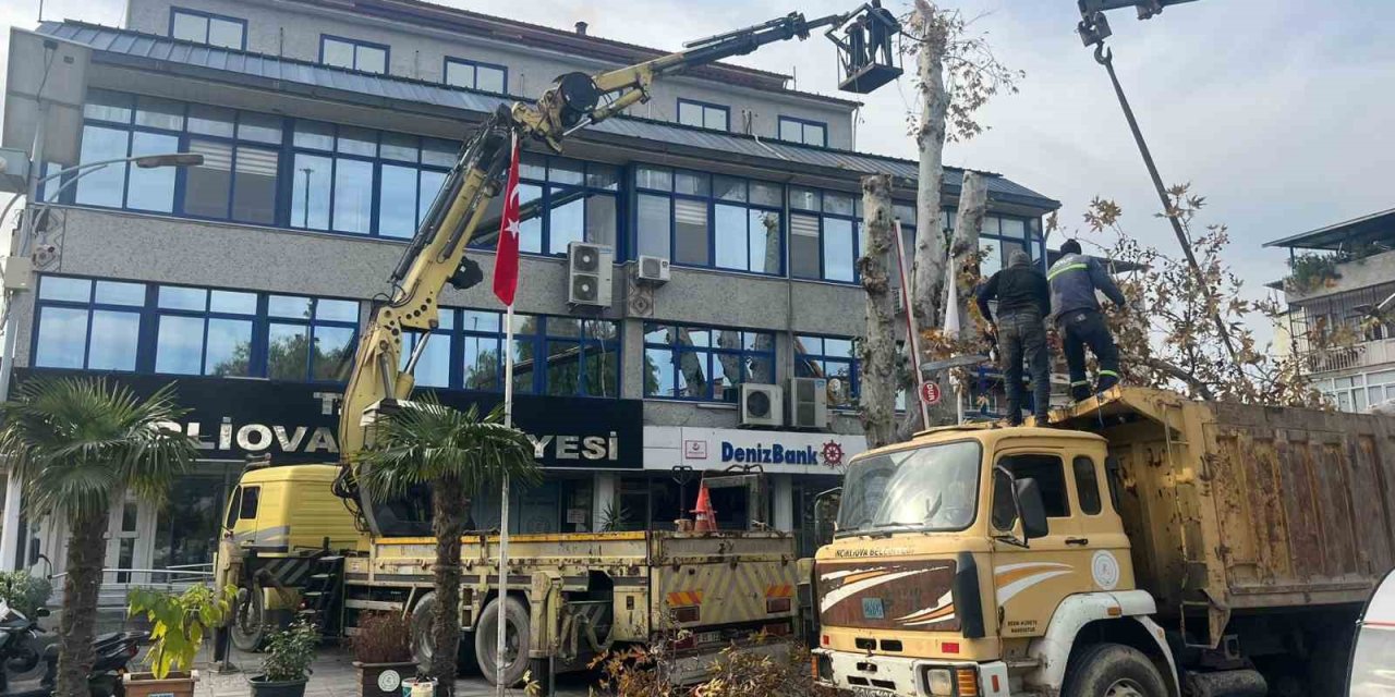 Yaşı 200’e yaklaşan çınar ağacı budandı