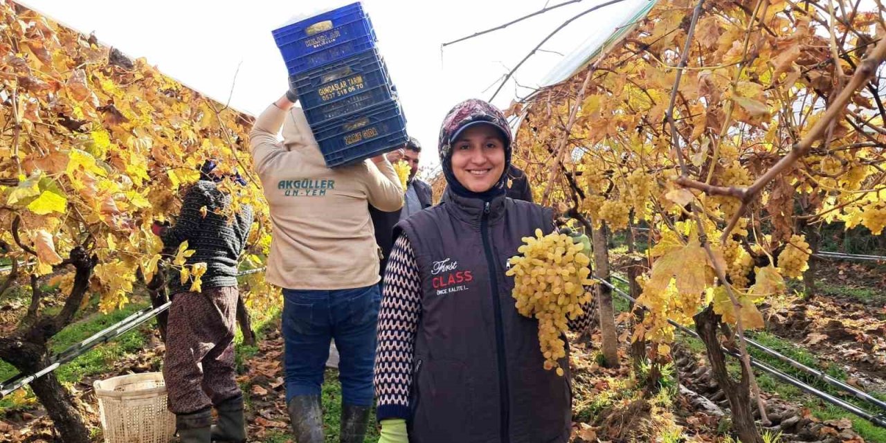 Yeni yıl üzümleri yola çıkmaya başladı