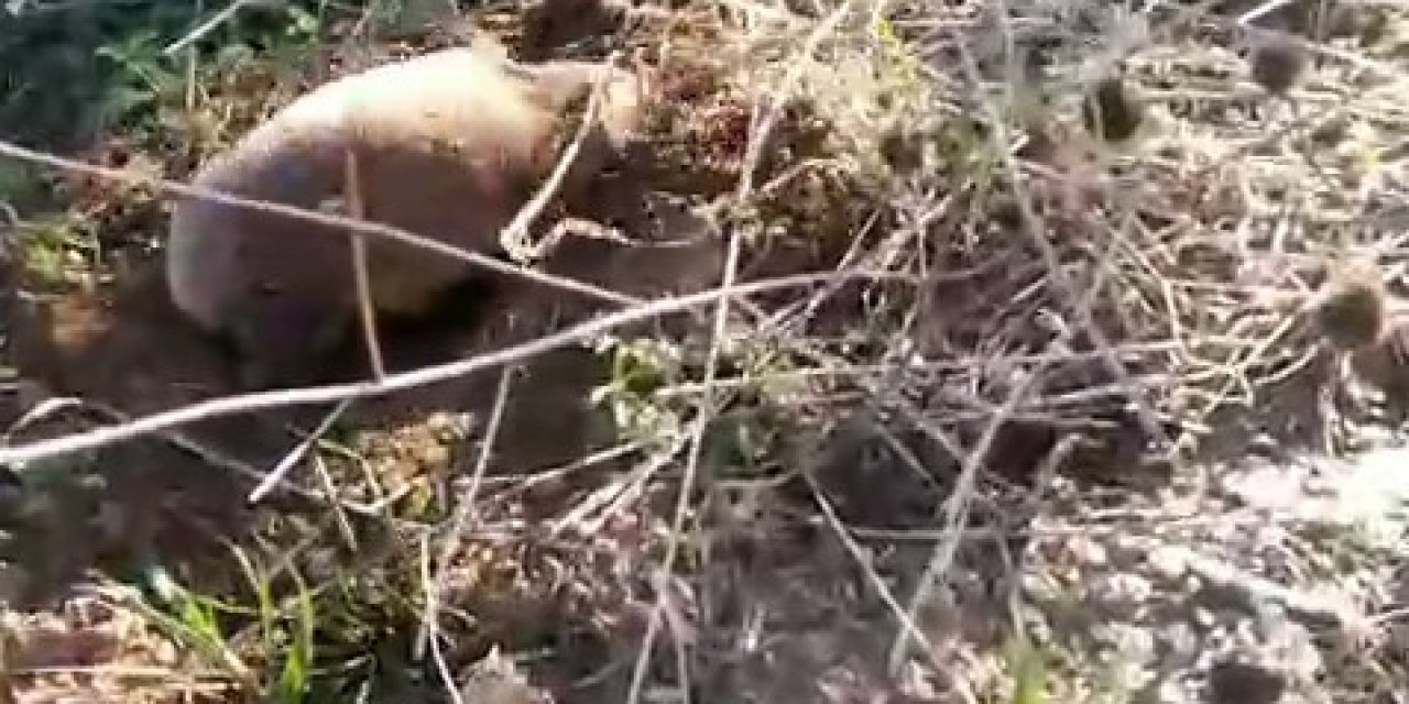 Yer altının gizemli canlısı Manisa’da ortaya çıktı