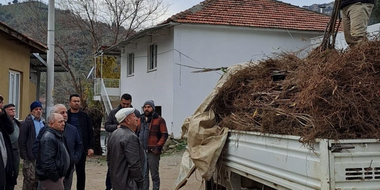 Köşk’te köklü kestane fidanları üreticilere dağıtıldı