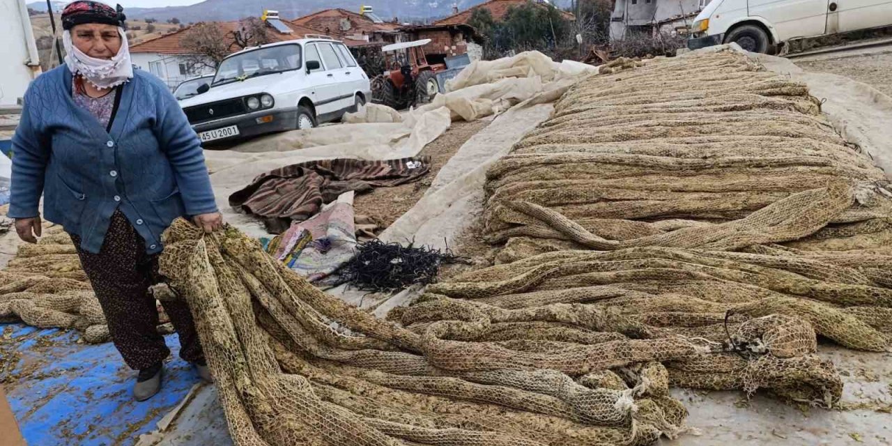 Selendi’de tütünde hasat bitti, kolileme mesaisi başladı