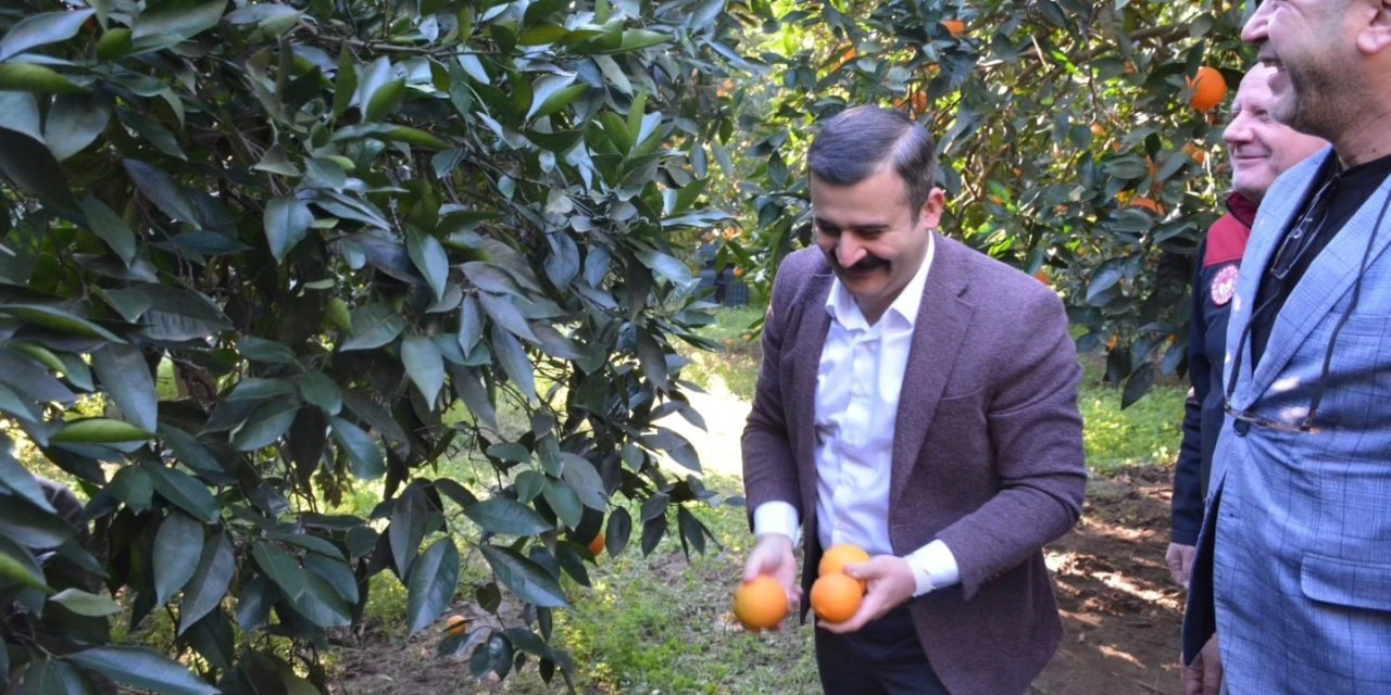 Kaymakam Kumcu, ’Köyceğiz Portakalı’ hasadına katıldı