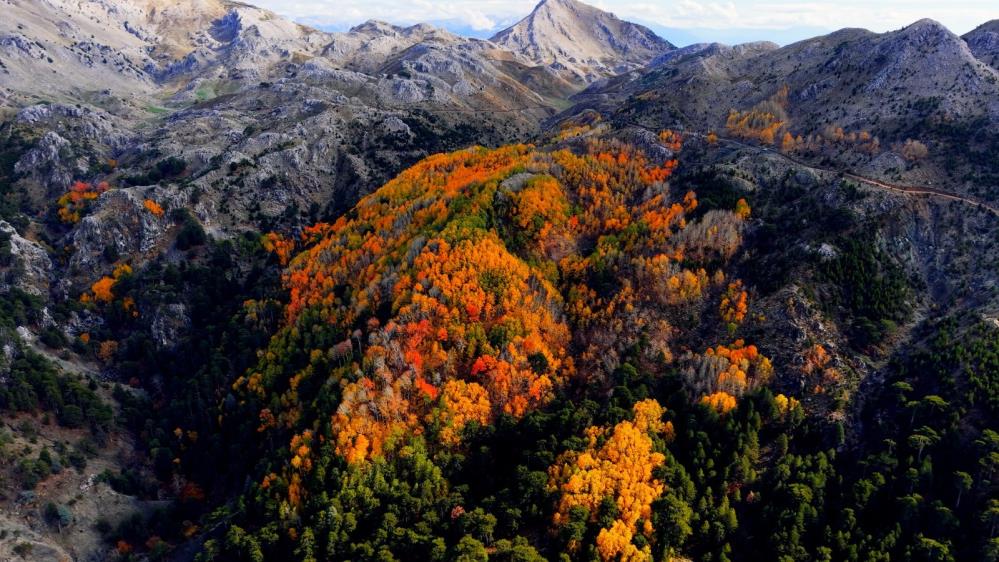 Titrek kavak ormanlarında renk cümbüşü