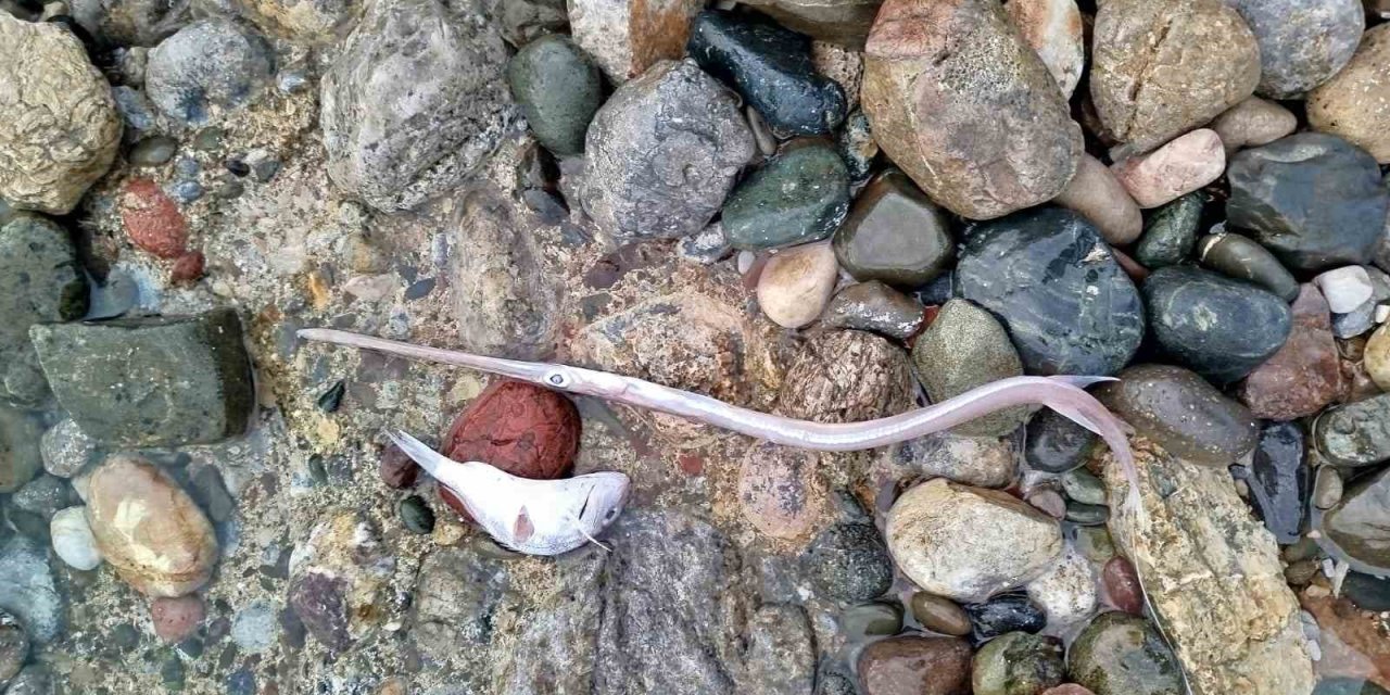 Datça’da sahilde görülen balık ölümlerinde tehlikeli bir bulguya rastlanmadı