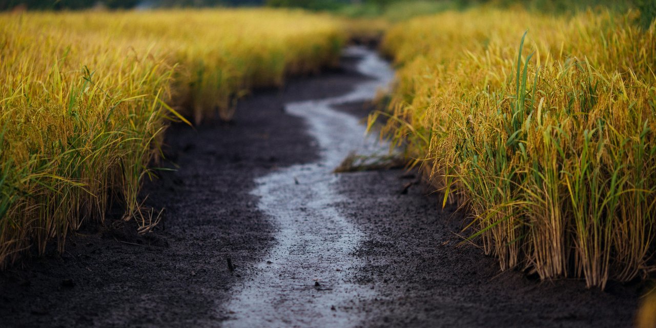 Tarımda sulama motoru seçimi: Lombardini motorlar kimler için uygun?