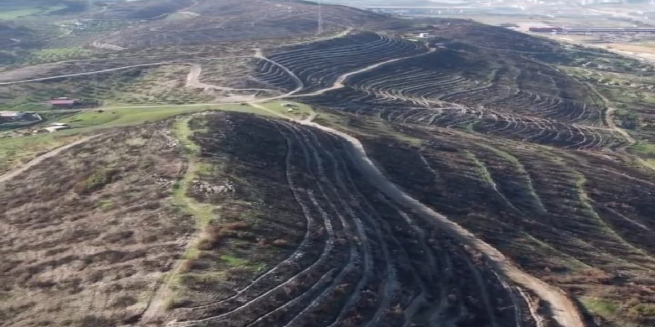 Aliağa ve Foça’da yanan orman alanları yeniden yeşile kavuşuyor