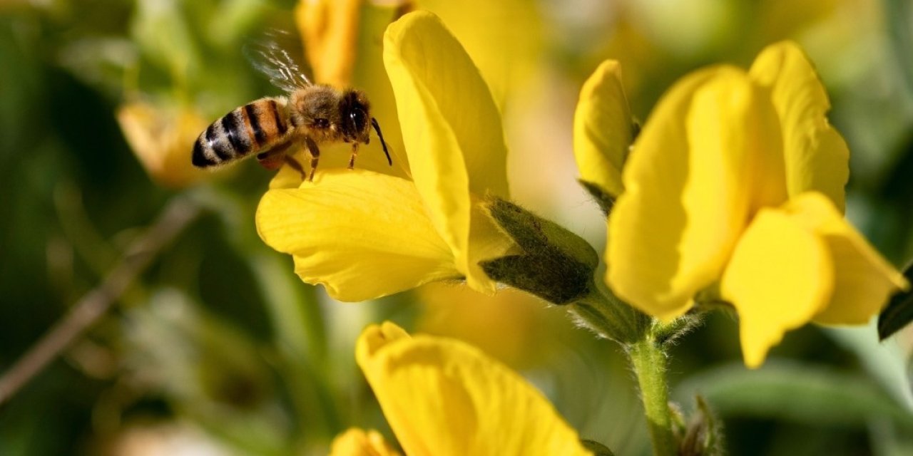 Koruma Altındaki ‘Eber Sarısı’yla ilgili önemli açıklama