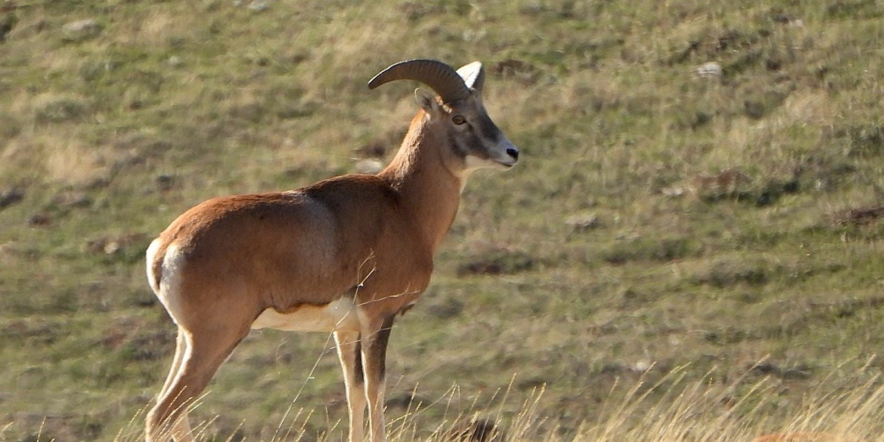 Anadolu Yaban Koyunu’nun üretimi devam ediyor