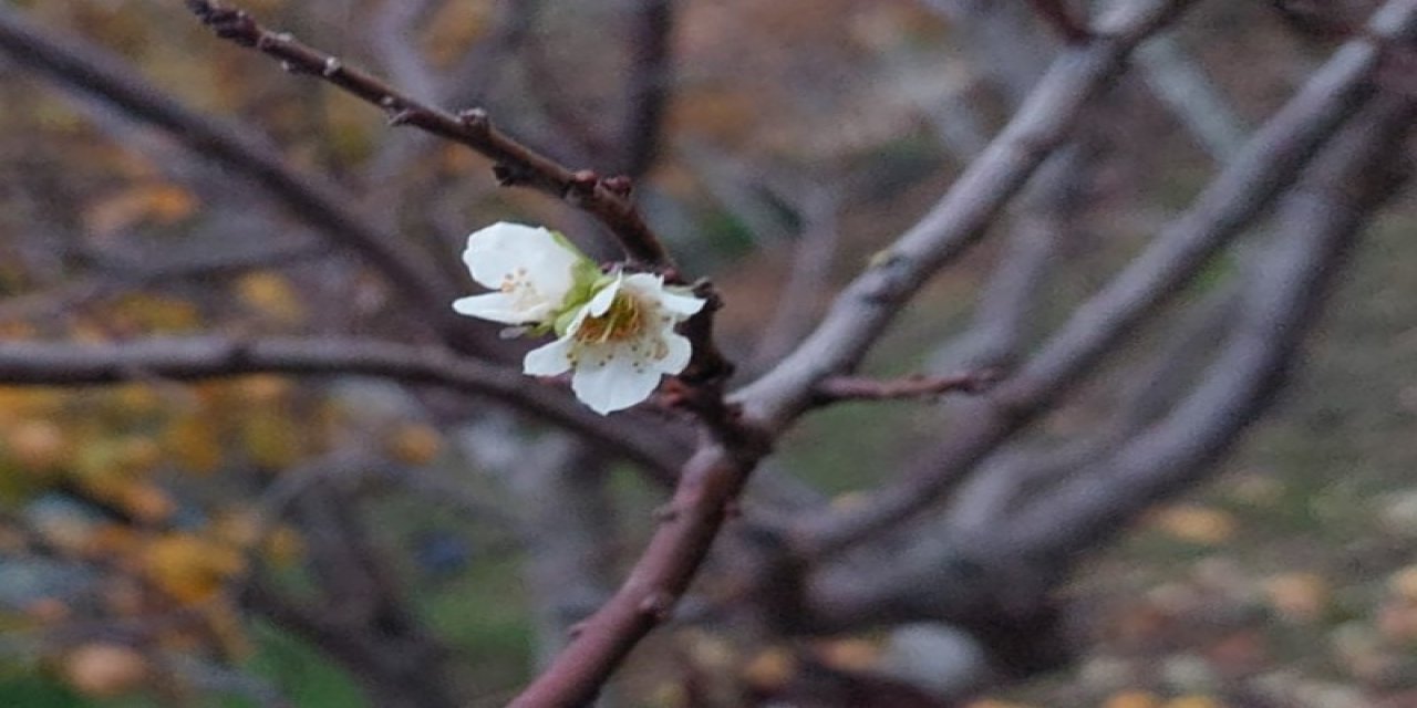İnatçı erik soğukta çiçek açtı