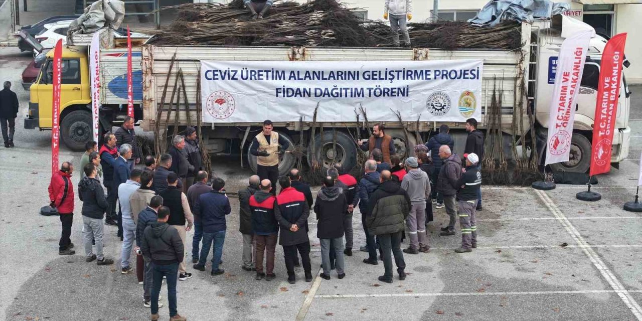 Türkiye’nin ceviz başkenti Denizli’de ceviz fidanı dağıtımı başladı