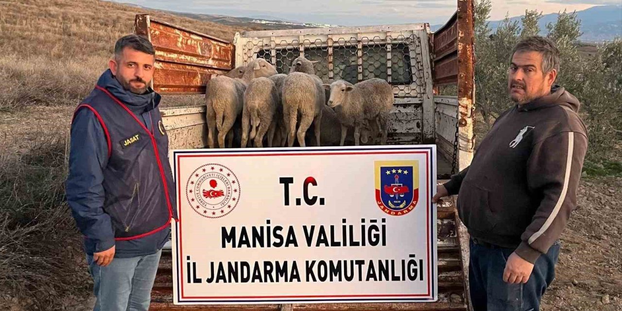 Manisa’da çalınan koyunlar, jandarma tarafından bulundu