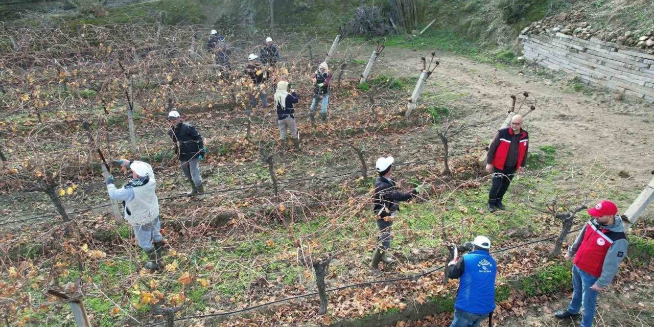 Üzüm bağlarında doğru budama için yerinde eğitim