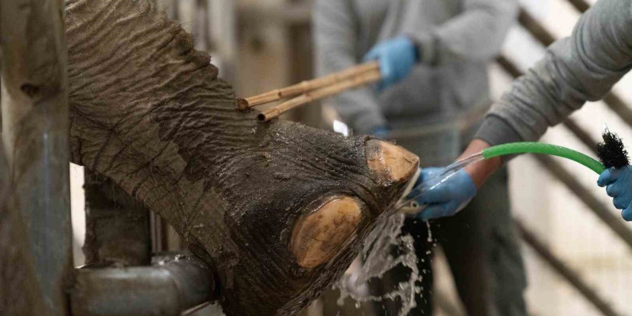 İzmir’de fillere hayat kurtaran ayak bakımı