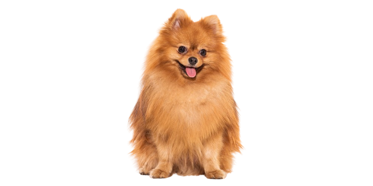 Modern donanımıyla öne çıkan veteriner kliniği hizmetleri