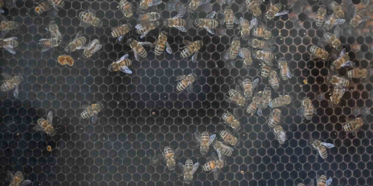 Manisa’da kırsal kalkınmaya 144 milyon TL’lik dev yatırım