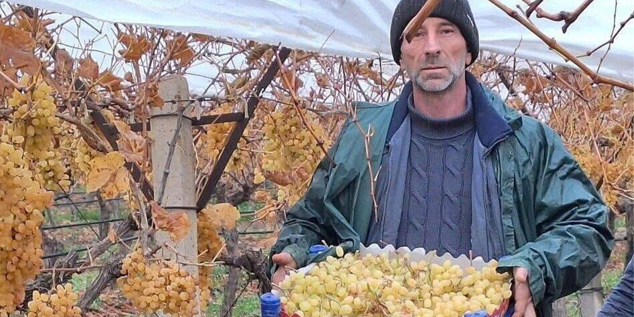 Sarıgöl’de üzüm hasadında sona gelindi