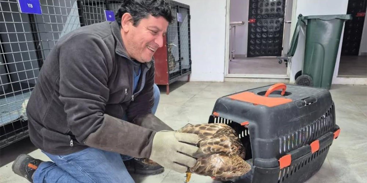 Yaralı şahin tedavi edilerek  doğal yaşama kazandırılacak