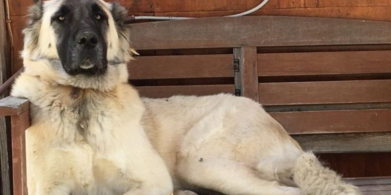 Yerleşim yerinde açılan ateş köpeği vurdu, inceleme başlatıldı