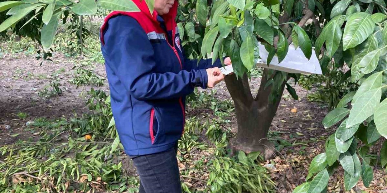 Narenciye bahçeleri kontrol edildi