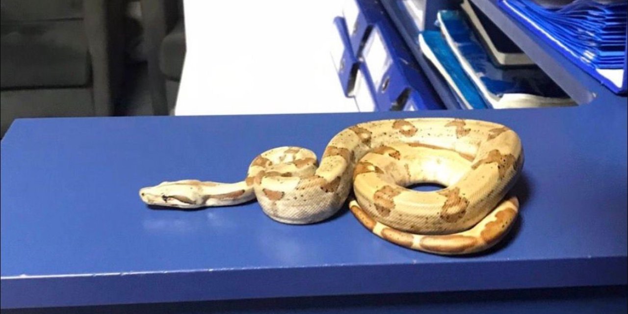 İzmir’de kafede yılanla gezdi, 12 bin lira ceza yedi