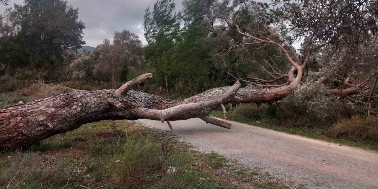 Bodrum’da fırtına ağaçları devirdi