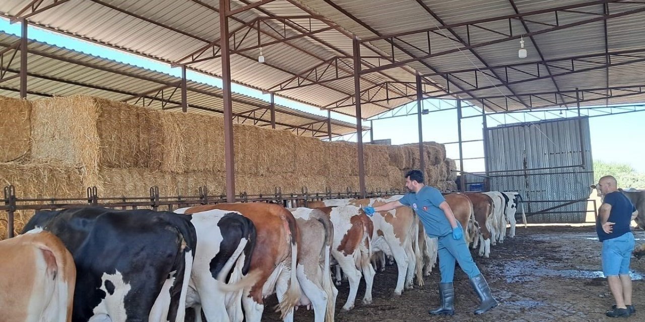 Söke’de 8 mahallede şap karantinası kaldırıldı