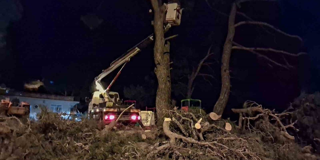 Fırtına çam ağacını devirdi