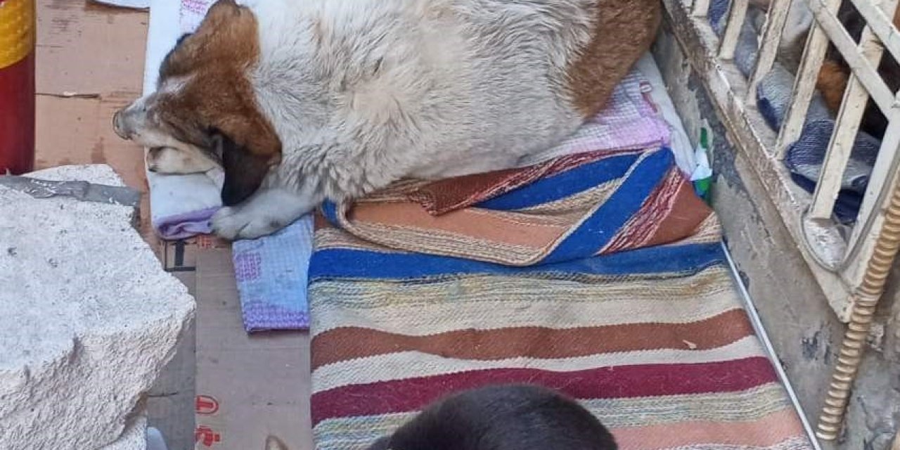 Soğuk hava kedi ve köpeği aynı yuvada buluşturdu