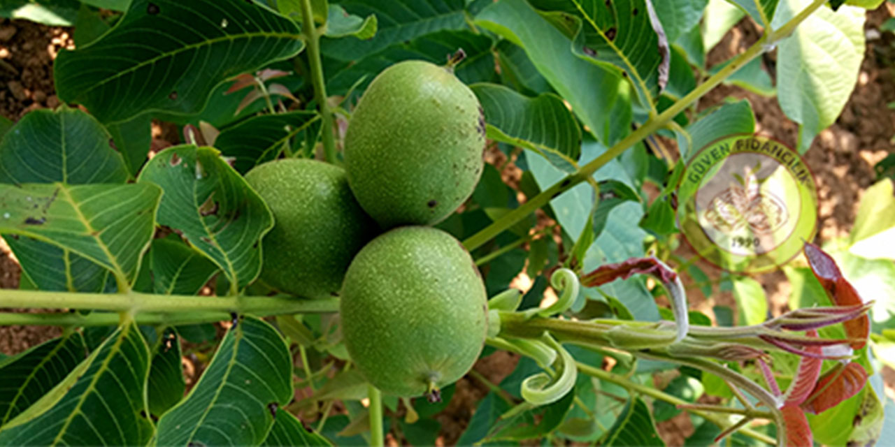 Güven Fidancılık ile ceviz yetiştiriciliğinde doğru başlangıç