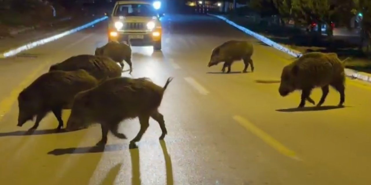 Kuşadası’nda domuzlar şehri mesken tuttu