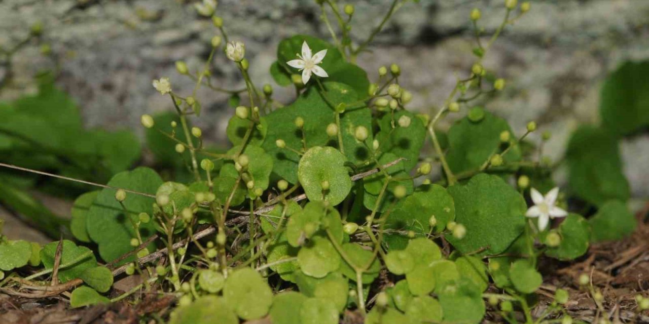İzmir’de yeni bitki türü keşfedildi