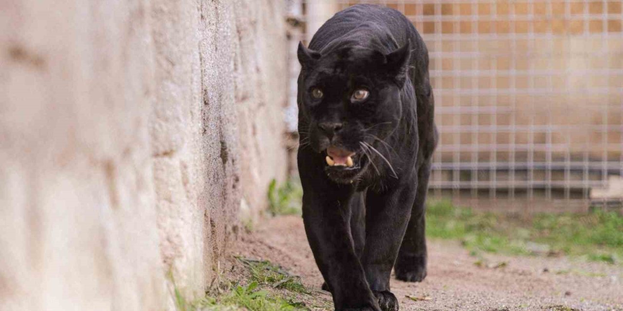 Doğal Yaşam Parkı’nın jaguarı Juliet yaşama veda etti