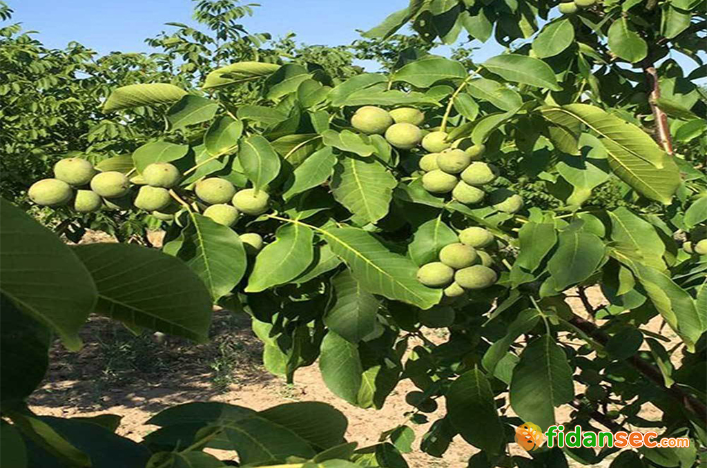 Chandler ceviz fidanı güvenilir firma fidansec.com'dan alınır