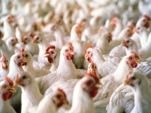 TÜİK, Kümes Hayvancılığı Üretim İstatistiklerini Açıkladı