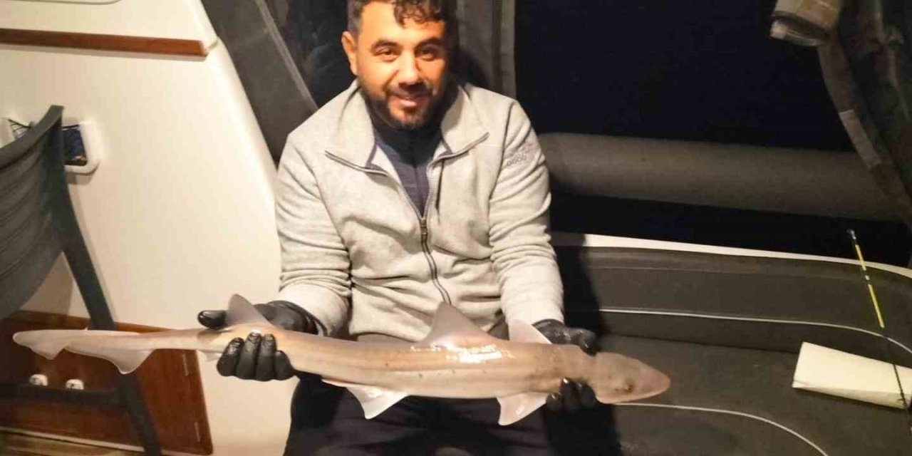 Bodrum açıklarında oltaya köpek balığı takıldı