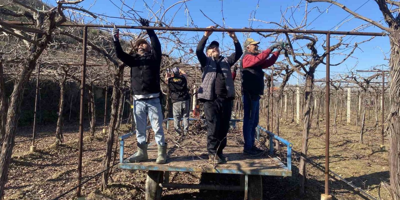 Alaşehir’de yağmur ve kar çiftçiye umut oldu