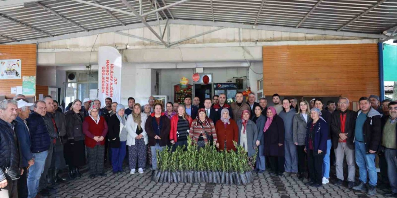 Ula’da üreticilere 38 bin defne fidanı dağıtıldı