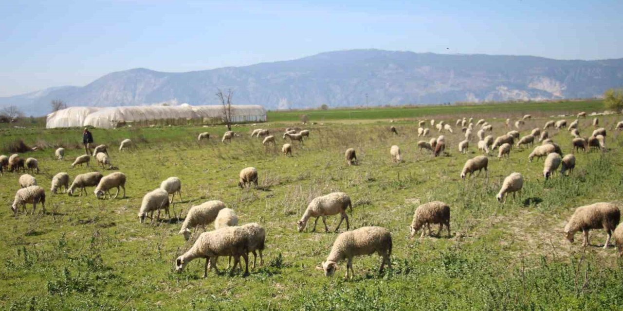 Söke’de yetiştiricilere destekleme icmali uyarısı