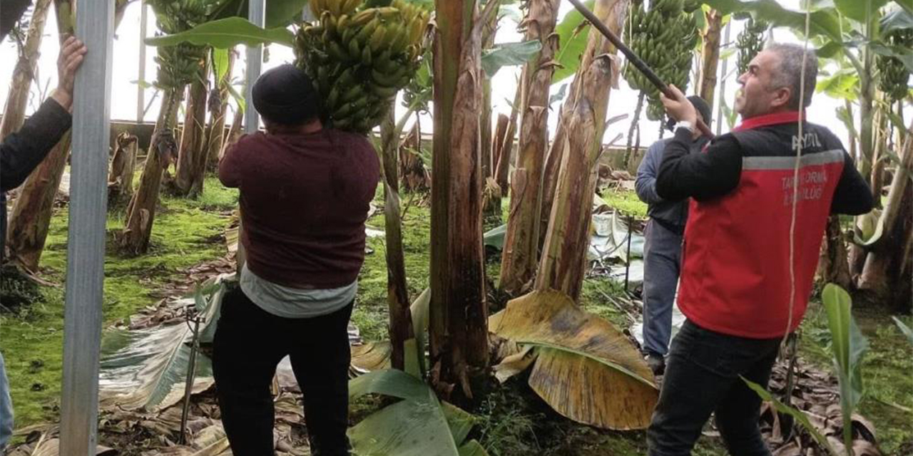 Efeler’de muz hasadı başladı: 700 ağaçtan 27 ton ürün bekleniyor